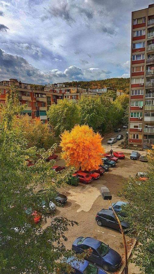 Apartman Nikolic Бор Екстер'єр фото